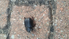 Pentodon bidens punctatus