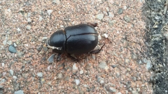 Pentodon bidens punctatus