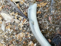 Chalcides striatus