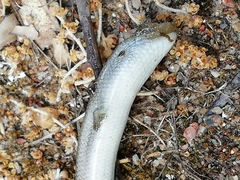 Chalcides striatus