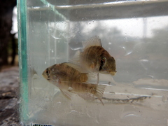 Gymnogeophagus meridionalis