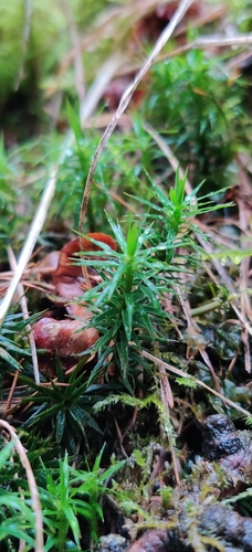 Image of Polytrichum pallidisetum by (c) Ondřej Křivan, some rights reserved (CC BY)