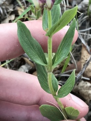 Scutellaria brittonii