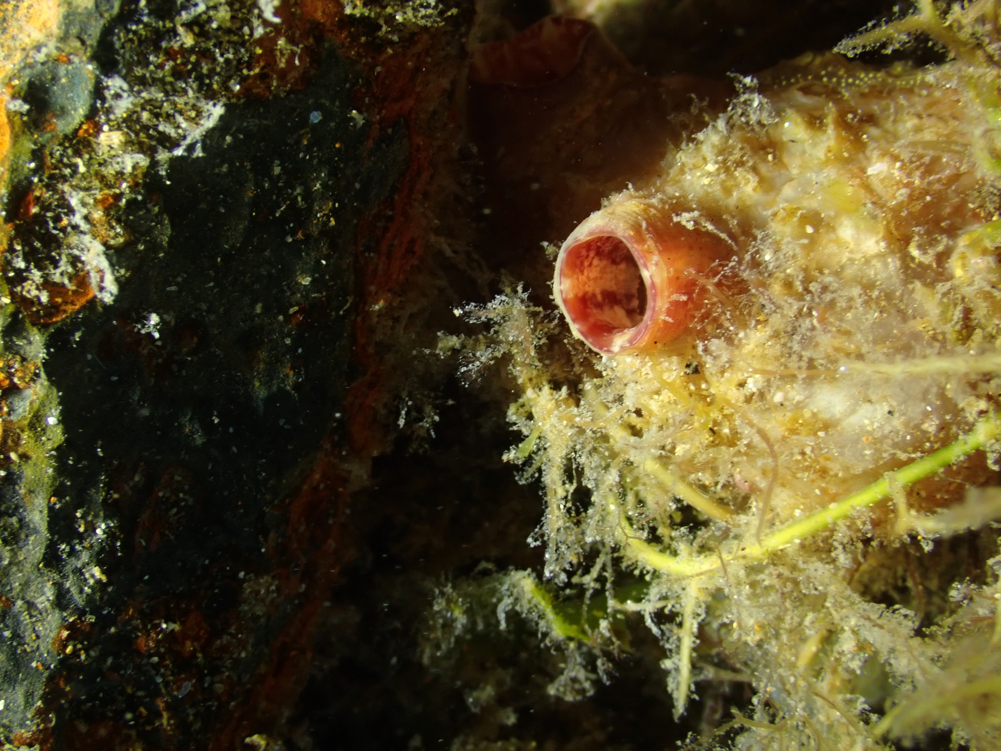 Asterocarpa humilis (Heller, 1878)