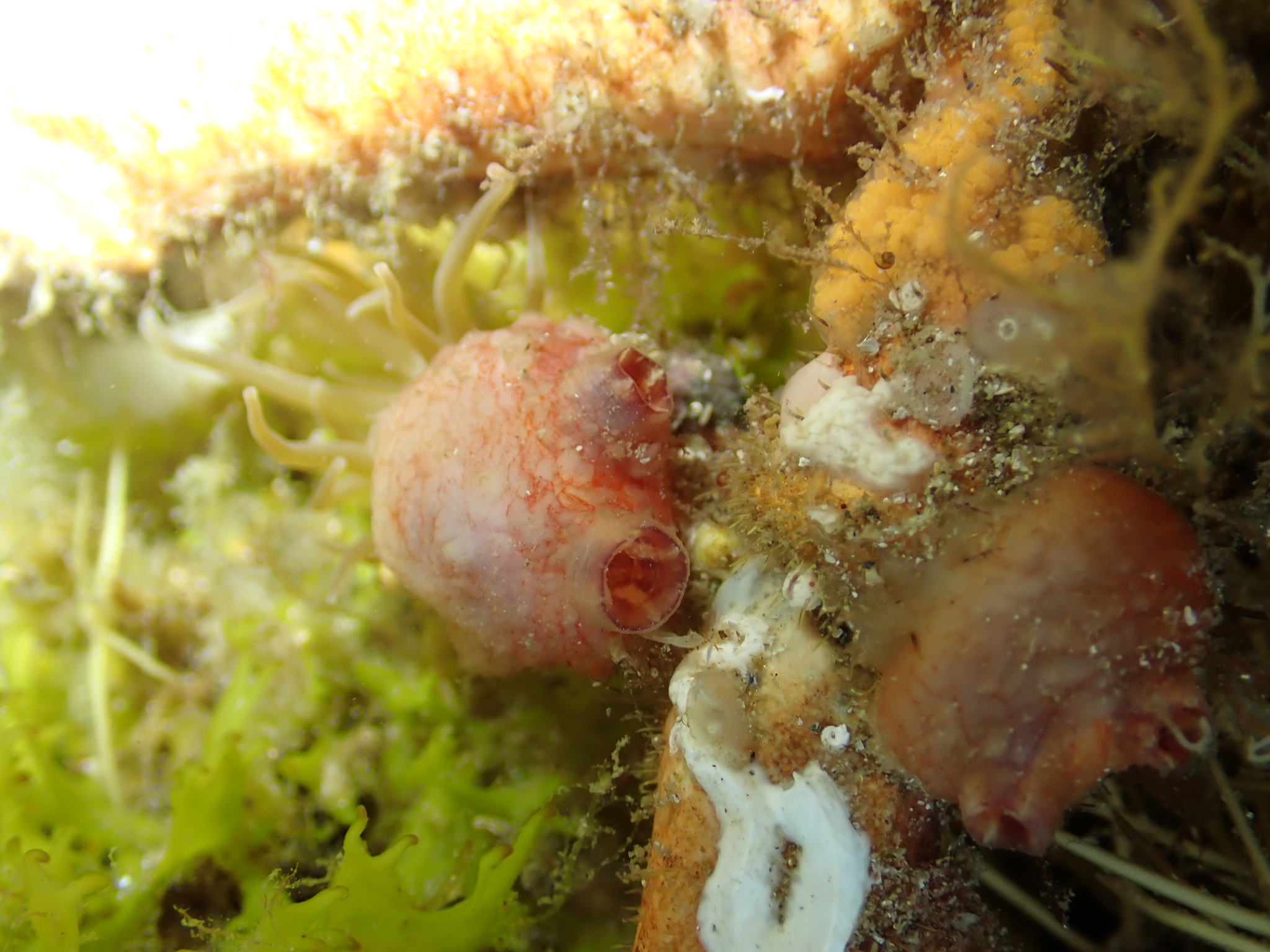 Asterocarpa humilis (Heller, 1878)