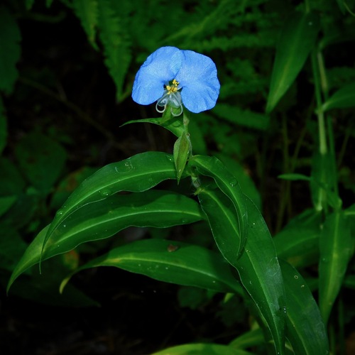 Commelina erecta
