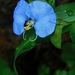 Commelina erecta - Photo 由 Michael J. Papay 所上傳的 (c) Michael J. Papay，保留部份權利CC BY