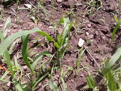 Zea mays mays