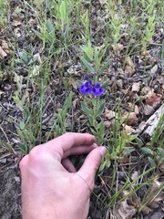 Scutellaria brittonii
