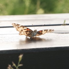 Vanessa cardui