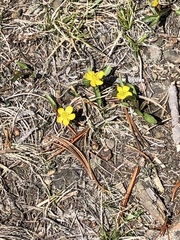 Ranunculus alismifolius