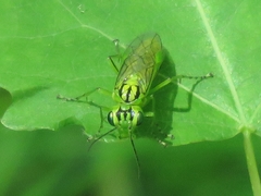 Rhogogaster punctulata