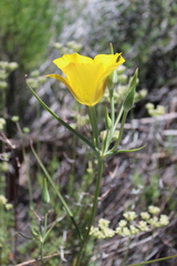 Calochortus concolor