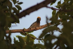 Melanerpes chrysogenys