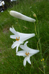 Paradisea liliastrum