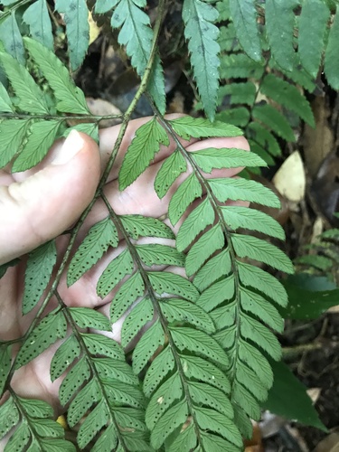 Image of Big-Caudate Hollyfern (Arachniodes chinensis) by no rights reserved