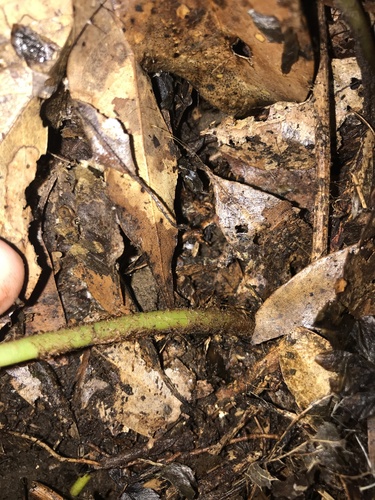 Image of Big-Caudate Hollyfern (Arachniodes chinensis) by no rights reserved