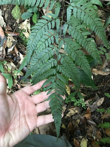Image of Big-Caudate Hollyfern (Arachniodes chinensis) by no rights reserved