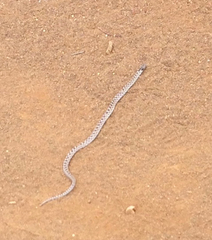 Hypsiglena ochrorhynchus