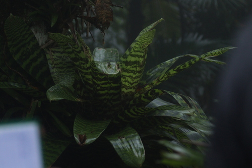 Bromeliad-king (Vriesea hieroglyphica)