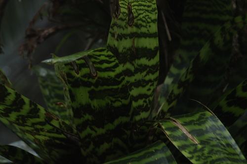 Image of Bromeliad-king by (c) Bruno Luka de Souza Bambirra Silveira, some rights reserved (CC BY)