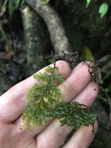 Image of Hymenophyllum barbatum by no rights reserved