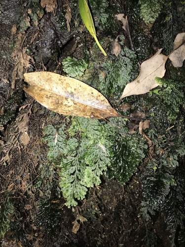 Beard filmy fern (Hymenophyllum barbatum)