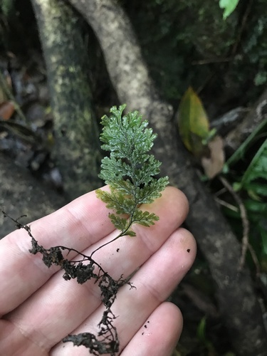 Image of Hymenophyllum barbatum by no rights reserved