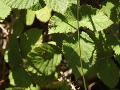 Synanthedon bibionipennis