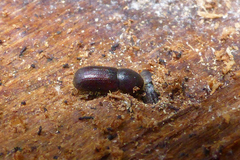Dryocoetes autographus