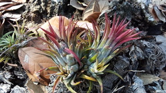 Tillandsia ionantha