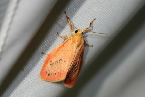 Rosy footman