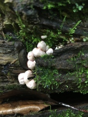 Phallogaster saccatus