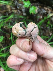 Phallogaster saccatus