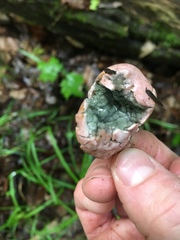 Phallogaster saccatus