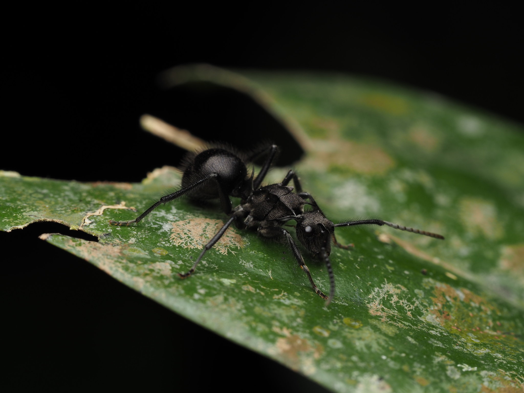 Polyrhachis nigropilosa
