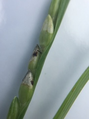 Urochloa platyphylla