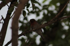 Haemorhous mexicanus