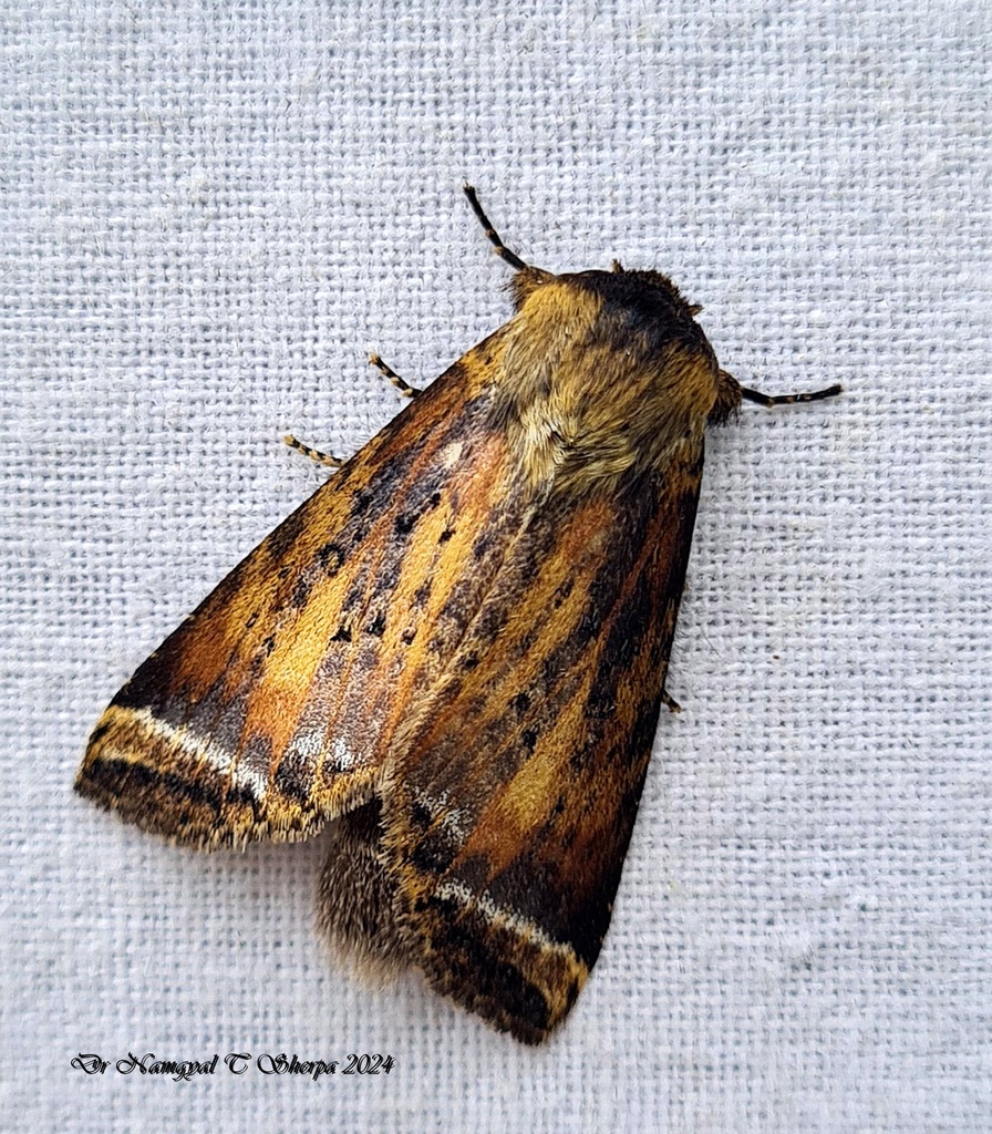 Neodrymonia apicalis