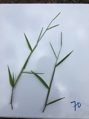 Urochloa platyphylla