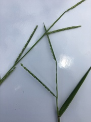 Urochloa platyphylla