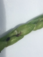 Urochloa platyphylla