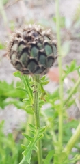 Magnoliopsida