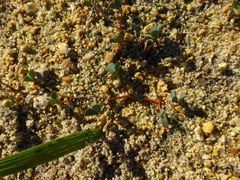 Indigofera procumbens
