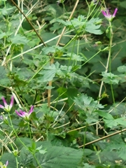 Ivy-leaved Geranium (Geranium versicolor)