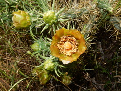 Cylindropuntia davisii