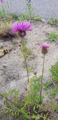 Centaurea
