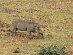 Phacochoerus africanus