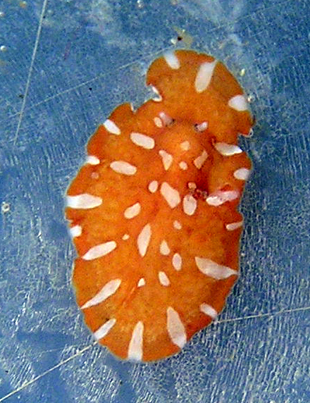 Hoploplana ornata