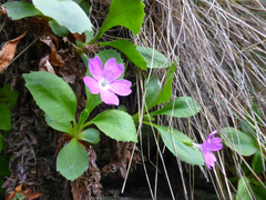 Primula hirsuta